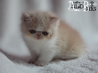 Auld Brig - Chaton disponible  - Exotic Shorthair
