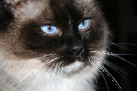 Buzy des yeux bleus