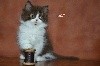 du Clos des Capucines - Un très joli chaton British longhair chocolat et blanc LOOF