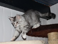d'angel - Chaton disponible  - Maine Coon