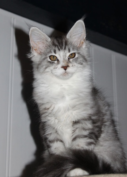 chaton Maine Coon d'angel