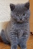 des bleus de Jade - naissances de nos premiers chatons 2024 attendues pour début avril !