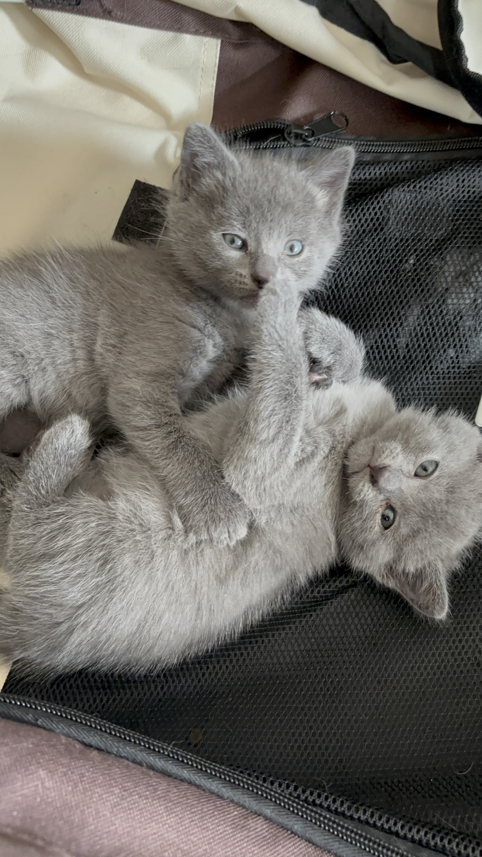 CHATON