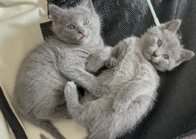 des bleus de Jade - Chaton disponible  - Chartreux