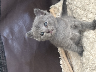 Chartreux - des bleus de Jade