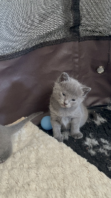des bleus de Jade - Chaton disponible  - Chartreux