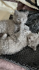 Chartreux