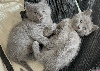 Chartreux