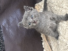 Chartreux