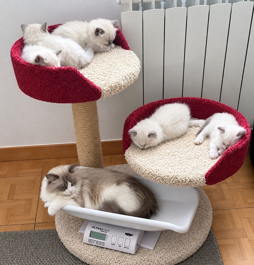 Du Domaine Dantot -        Nouvelle portée de Ragdoll au Domaine Dantot