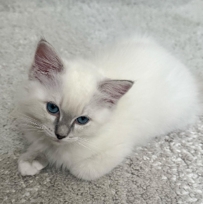 Du Domaine Dantot - Chaton disponible  - Ragdoll