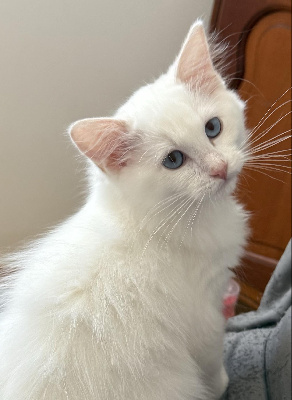 Du Domaine Dantot - Chaton disponible  - Ragdoll