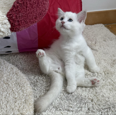 Du Domaine Dantot - Chaton disponible  - Ragdoll