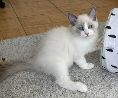 Du Domaine Dantot - Chaton disponible  - Ragdoll