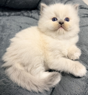 Romeorag's - Chaton disponible  - Ragdoll