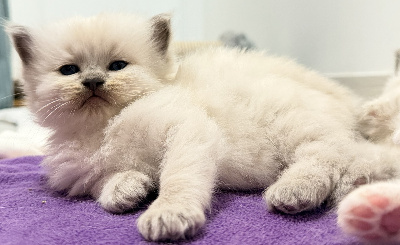 Romeorag's - Chaton disponible  - Ragdoll