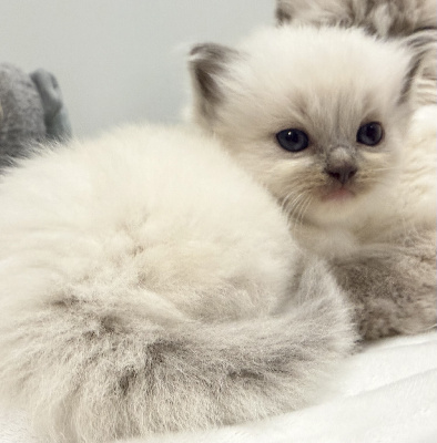 Romeorag's - Chaton disponible  - Ragdoll