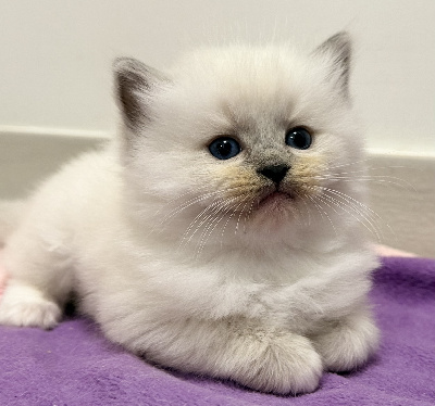 Romeorag's - Chaton disponible  - Ragdoll