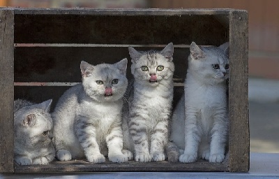 du cedre enchante - Nos chatons disponibles!