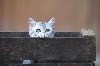 du cedre enchante - Nos chatons disponibles à l'expo de Chartres ce week end du 17/18 se s