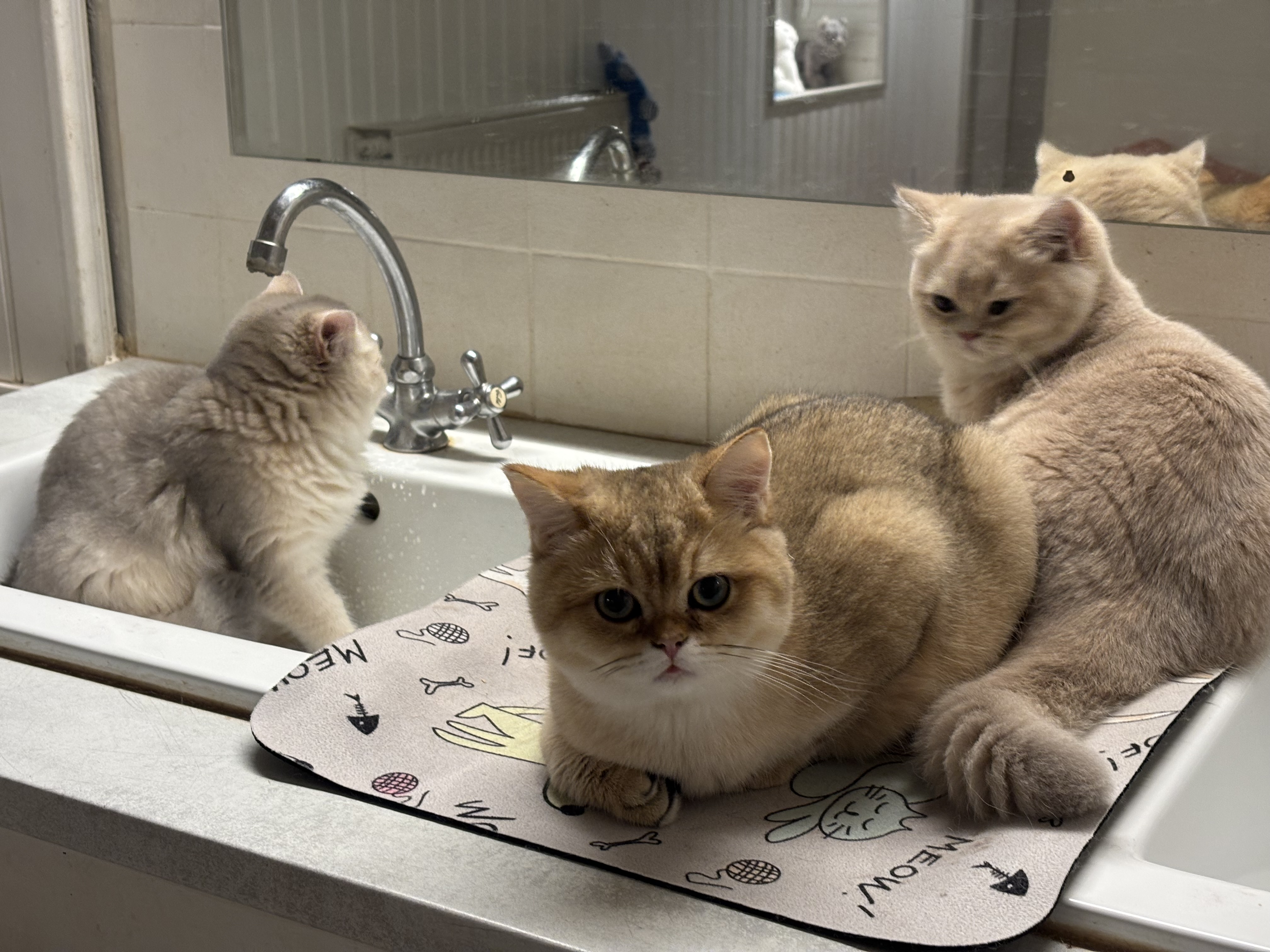 British Shorthair