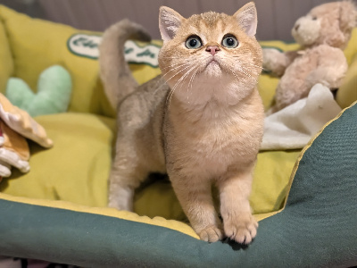 du cedre enchante - Chaton disponible  - British Shorthair et Longhair