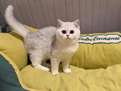 du cedre enchante - Chaton disponible  - British Shorthair et Longhair