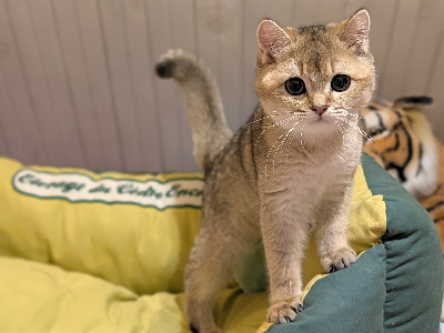 du cedre enchante - Chaton disponible  - British Shorthair et Longhair