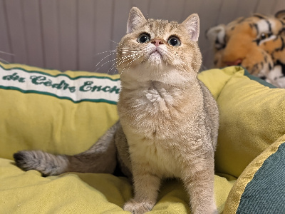 du cedre enchante - Chaton disponible  - British Shorthair et Longhair