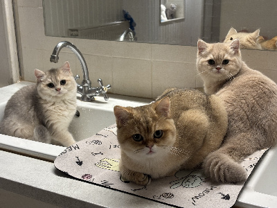 du cedre enchante - Chaton disponible  - British Shorthair et Longhair