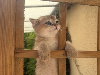British Shorthair et Longhair