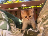 British Shorthair et Longhair
