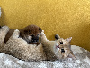 British Shorthair et Longhair