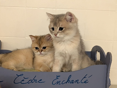 British Shorthair et Longhair
