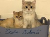 British Shorthair et Longhair