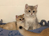 British Shorthair et Longhair