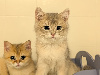 British Shorthair et Longhair
