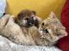 British Shorthair et Longhair
