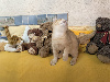 Adorable quatuor de chatons… British Shorthair et Longhair