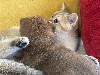 British Shorthair et Longhair