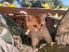 British Shorthair et Longhair