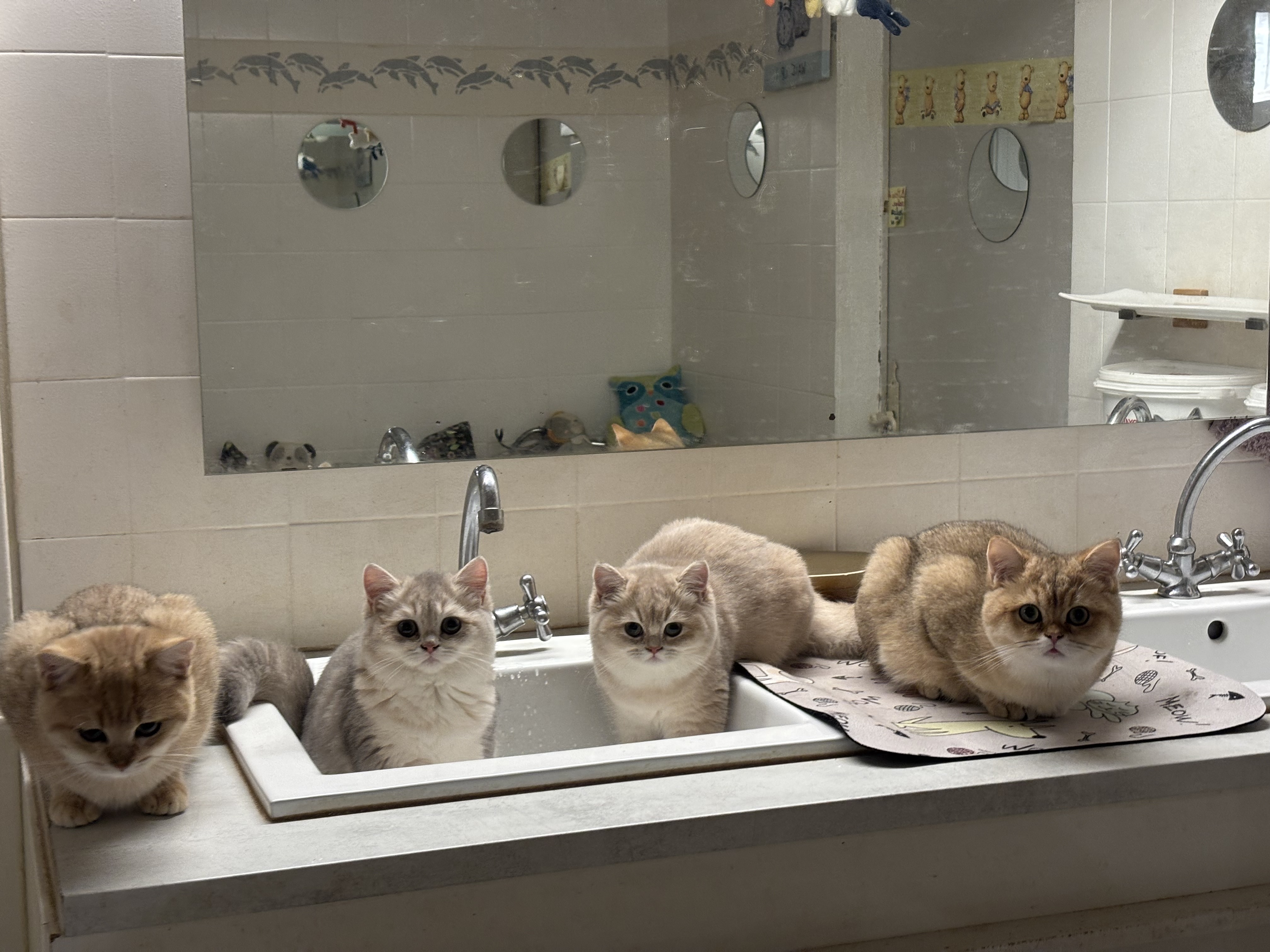 du cedre enchante - British Shorthair et Longhair - Portée née le 11/06/2026