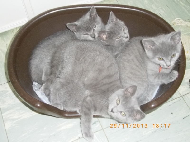 chaton Chartreux Catwoman's