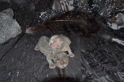 Du Royal Sunshine - Fidji du Castel Doré à donné naissance à 2 jolis chatons....