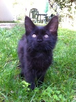 Shashuacoon's - Chaton disponible  - Maine Coon