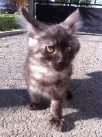 Shashuacoon's - Chaton disponible  - Maine Coon