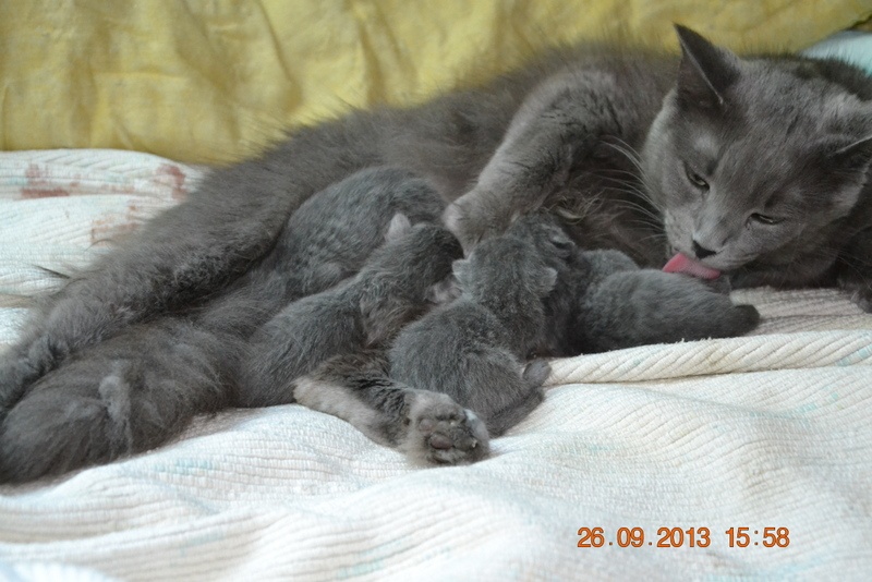 chaton Nebelung Ar Mogeriou Bras