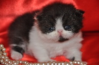 Chapy Cat's - Chaton disponible  - Persan