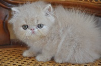 Chapy Cat's - Persan - Portée née le 14/05/2016