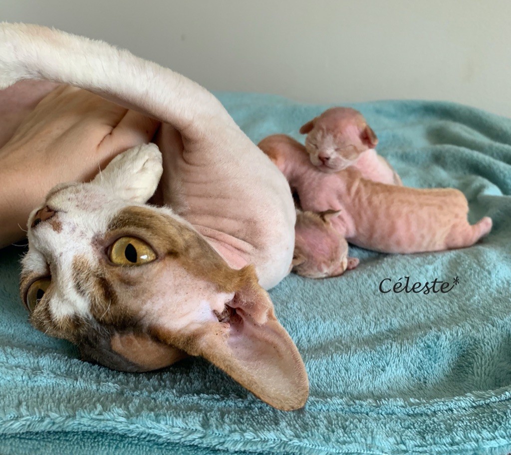 Celeste - Elfi et ses premiers bébés